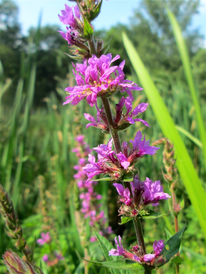Gewöhnlicher Blutweiderich (Lythrum salicaria) am Tabaksweiher in Sankt Arnual