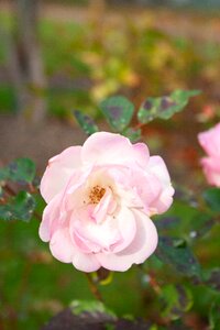 Light pink flowers romance