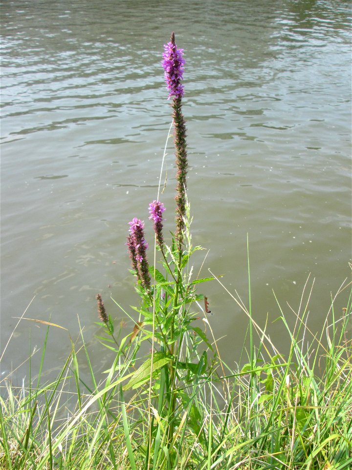 Gewöhnlicher Blutweiderich (Lythrum salicaria) an der Saar in Saarbrücken