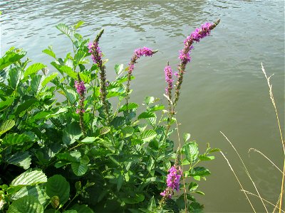 Gewöhnlicher Blutweiderich (Lythrum salicaria) an der Saar in Saarbrücken