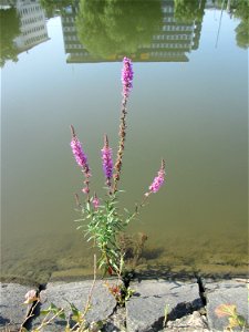 Gewöhnlicher Blutweiderich (Lythrum salicaria) an der Saar Saarbrücken