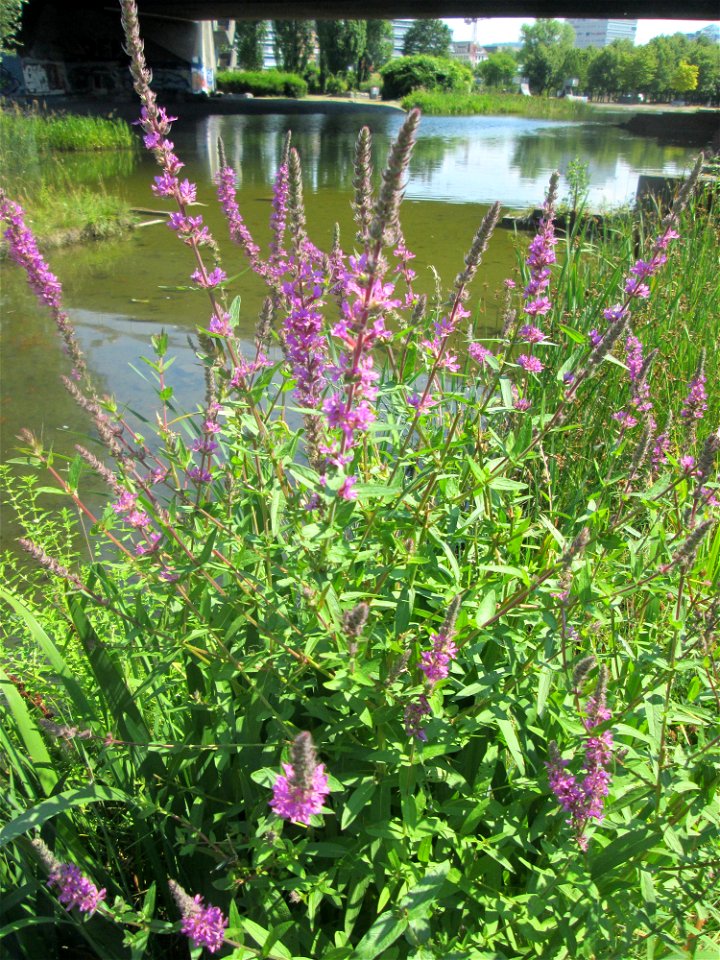 Blutweiderich (Lythrum salicaria) im Bürgerpark Saarbrücken
