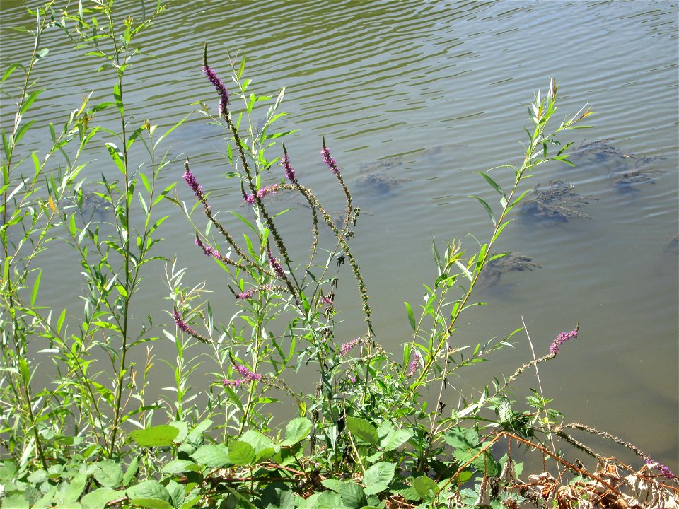 Gewöhnlicher Blutweiderich (Lythrum salicaria) an der Saar in Saarbrücken