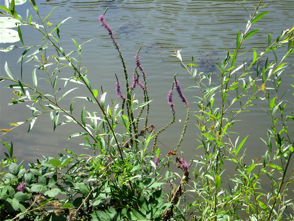 Gewöhnlicher Blutweiderich (Lythrum salicaria) an der Saar in Saarbrücken