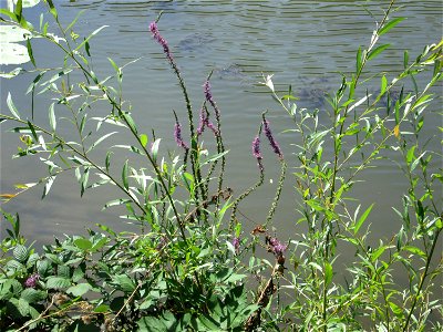 Gewöhnlicher Blutweiderich (Lythrum salicaria) an der Saar in Saarbrücken