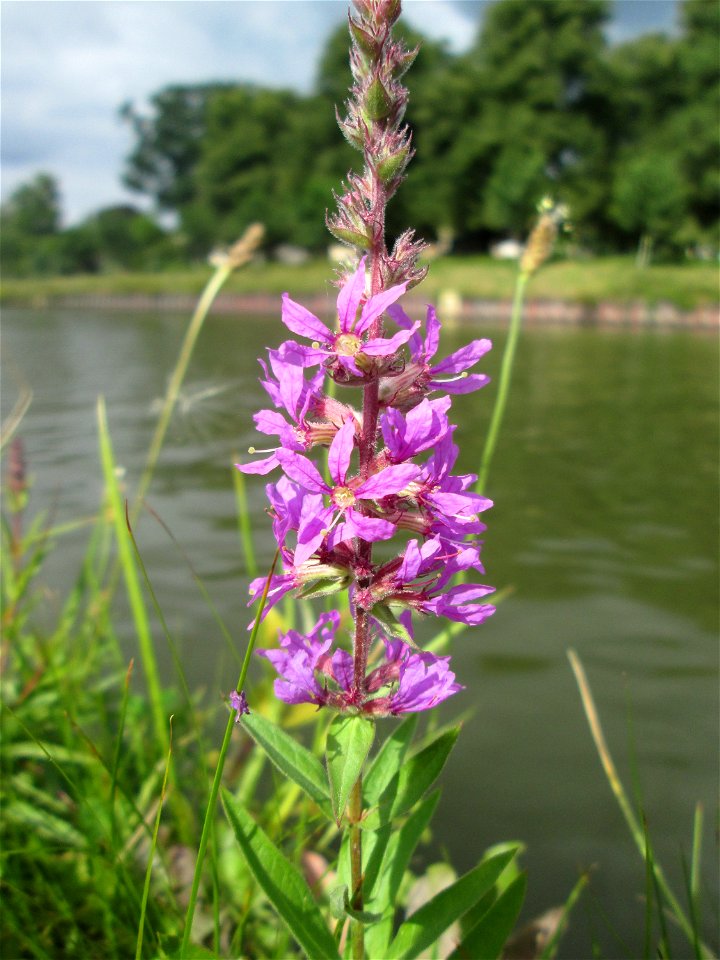 Gewöhnlicher Blutweiderich (Lythrum salicaria) an der Saar in Sankt Arnual