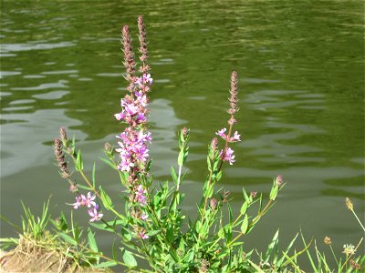 Gewöhnlicher Blutweiderich (Lythrum salicaria) an der Saar in Sankt Arnual