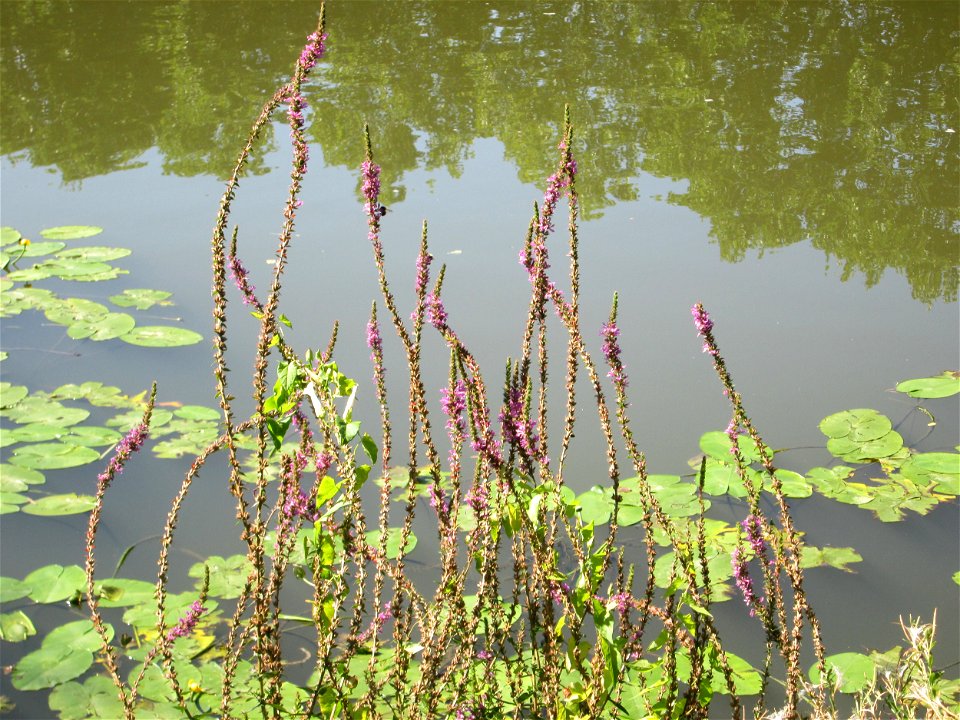 Gewöhnlicher Blutweiderich (Lythrum salicaria) an der Saar vor dem Heizkraftwerk in Saarbrücken
