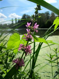 Gewöhnlicher Blutweiderich (Lythrum salicaria) am Großen Weiher im Schwetzinger Schlossgarten