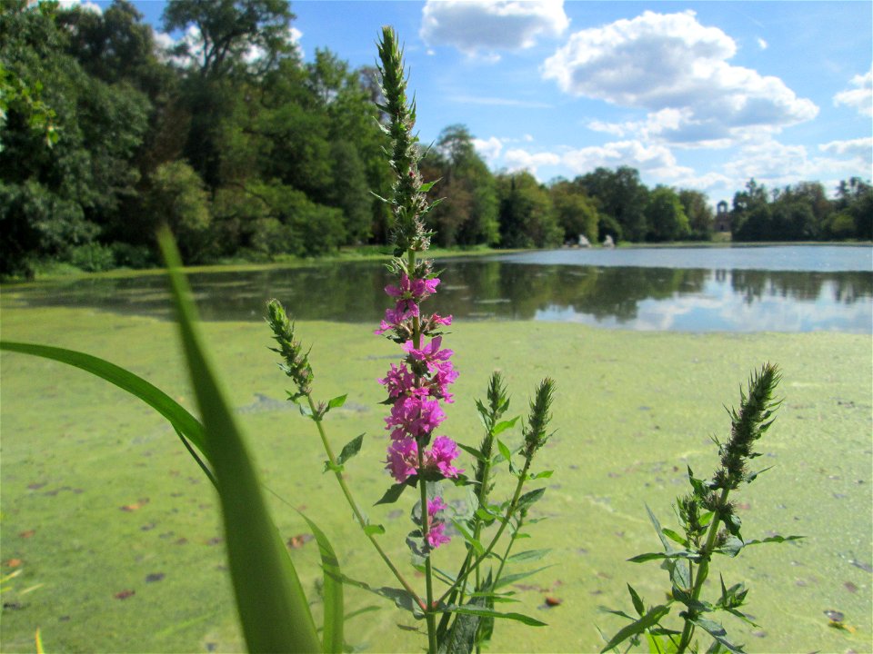 Gewöhnlicher Blutweiderich (Lythrum salicaria) am Großen Weiher im Schwetzinger Schlossgarten