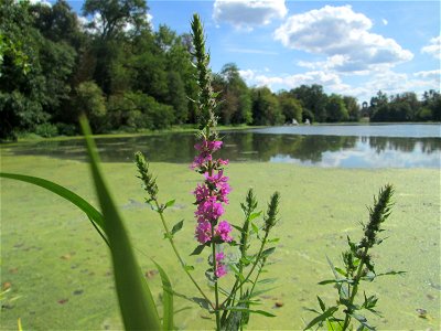 Gewöhnlicher Blutweiderich (Lythrum salicaria) am Großen Weiher im Schwetzinger Schlossgarten