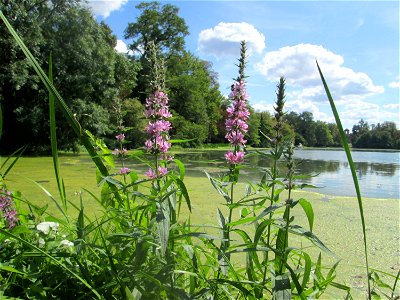 Gewöhnlicher Blutweiderich (Lythrum salicaria) am Großen Weiher im Schwetzinger Schlossgarten