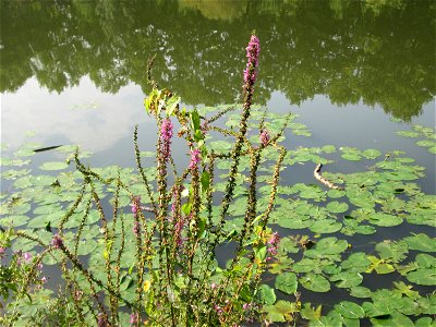 Gewöhnlicher Blutweiderich (Lythrum salicaria) an der Saar vor dem Heizkraftwerk in Saarbrücken