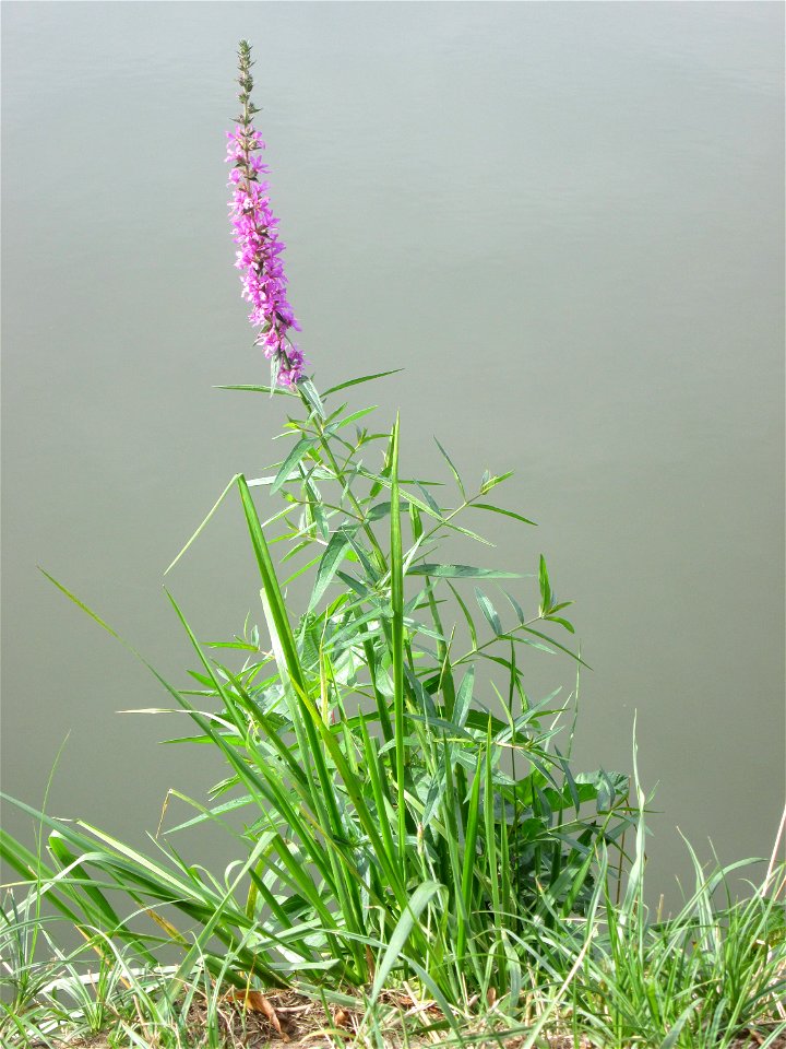 Gewöhnlicher Blutweiderich (Lythrum salicaria) an der Saar in Saarbrücken