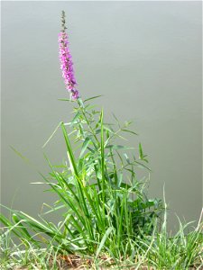Gewöhnlicher Blutweiderich (Lythrum salicaria) an der Saar in Saarbrücken