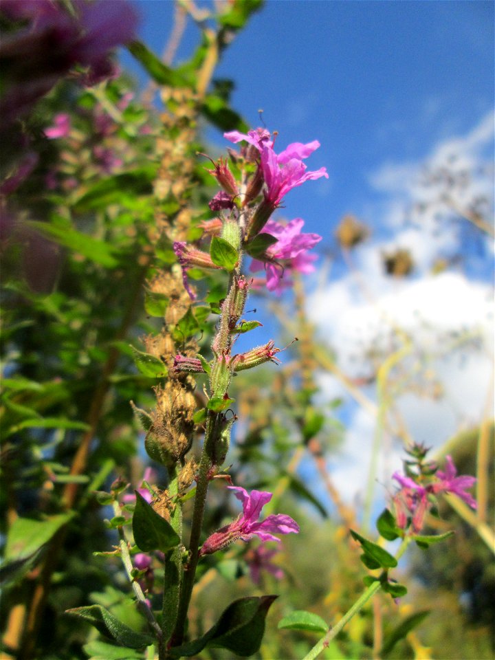 Gewöhnlicher Blutweiderich (Lythrum salicaria) am Rohrbach in der Gustav-Clauss-Anlage (vormals Schwimmbad) in St. Ingbert
