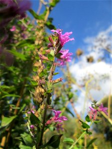 Gewöhnlicher Blutweiderich (Lythrum salicaria) am Rohrbach in der Gustav-Clauss-Anlage (vormals Schwimmbad) in St. Ingbert