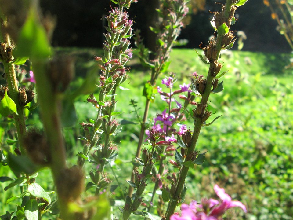 Gewöhnlicher Blutweiderich (Lythrum salicaria) am Rohrbach in der Gustav-Clauss-Anlage (vormals Schwimmbad) in St. Ingbert