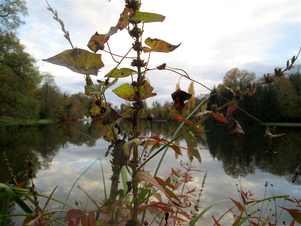 Gewöhnlicher Blutweiderich (Lythrum salicaria) am Großen Weiher im Schwetzinger Schlossgarten