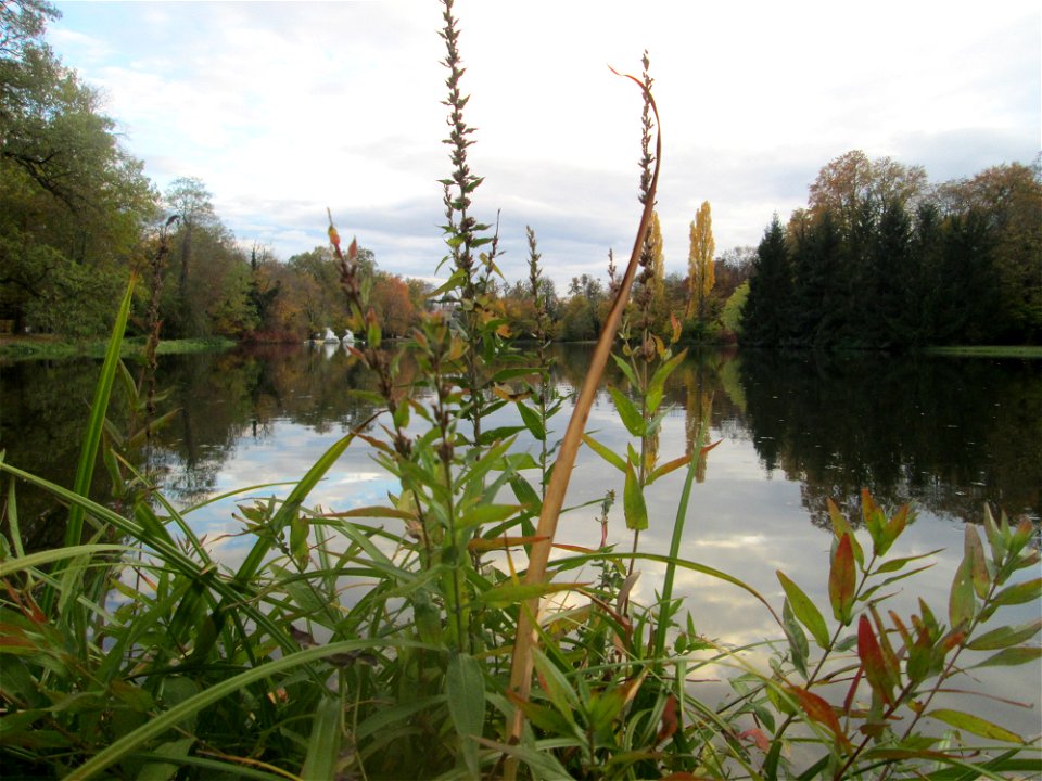Gewöhnlicher Blutweiderich (Lythrum salicaria) am Großen Weiher im Schwetzinger Schlossgarten