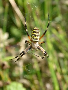 Spider zebra web stripes