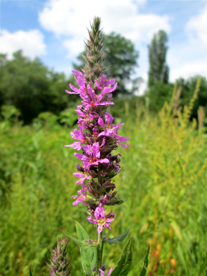 Gewöhnlicher Blutweiderich (Lythrum salicaria) im Naturschutzgebiet „St. Arnualer Wiesen“