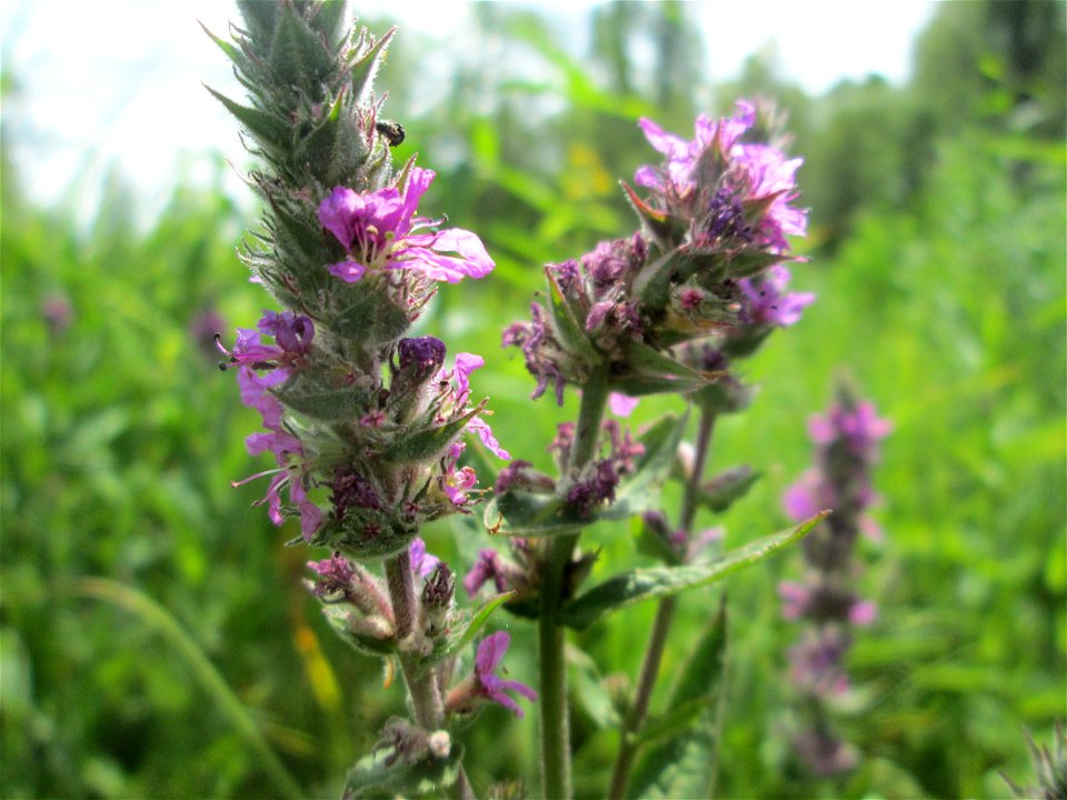Gewöhnlicher Blutweiderich (Lythrum salicaria) im Naturschutzgebiet „St. Arnualer Wiesen“