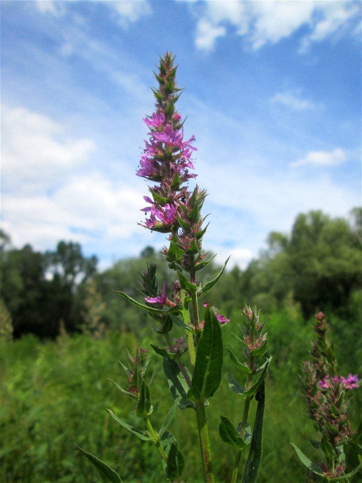 Gewöhnlicher Blutweiderich (Lythrum salicaria) im Naturschutzgebiet „St. Arnualer Wiesen“