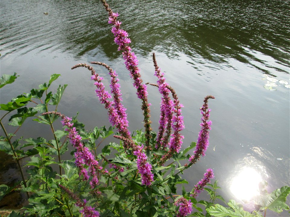 Gewöhnlicher Blutweiderich (Lythrum salicaria) im Naturschutzgebiet "St. Arnualer Wiesen"