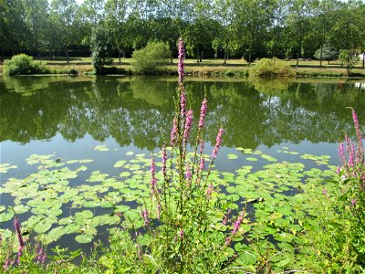 Gewöhnlicher Blutweiderich (Lythrum salicaria) an der Saar vor dem Heizkraftwerk in Saarbrücken