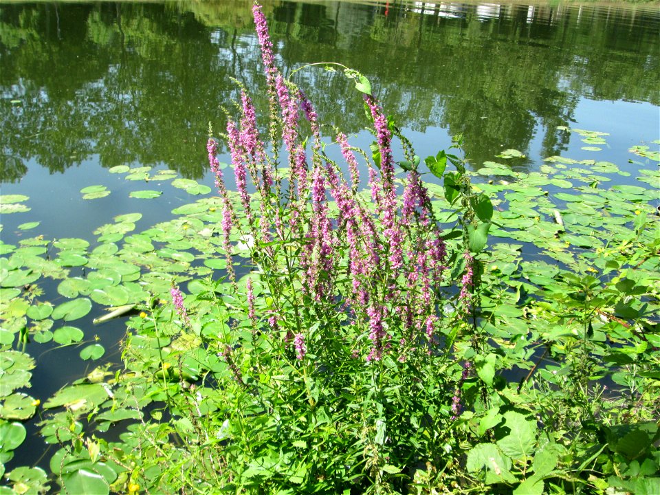 Gewöhnlicher Blutweiderich (Lythrum salicaria) an der Saar vor dem Heizkraftwerk in Saarbrücken