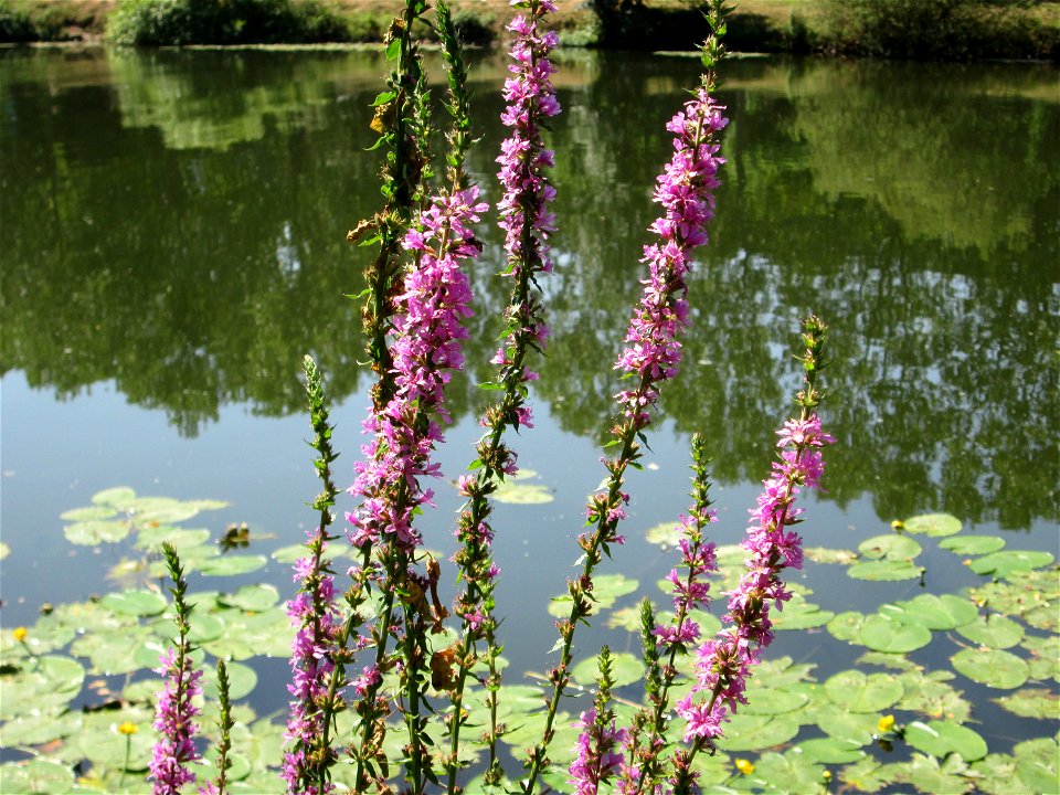 Gewöhnlicher Blutweiderich (Lythrum salicaria) an der Saar vor dem Heizkraftwerk in Saarbrücken