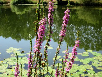 Gewöhnlicher Blutweiderich (Lythrum salicaria) an der Saar vor dem Heizkraftwerk in Saarbrücken