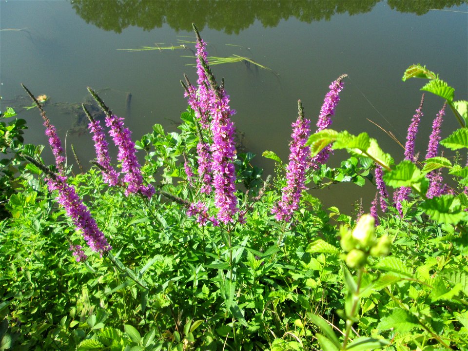 Gewöhnlicher Blutweiderich (Lythrum salicaria) an der Saar in Malstatt
