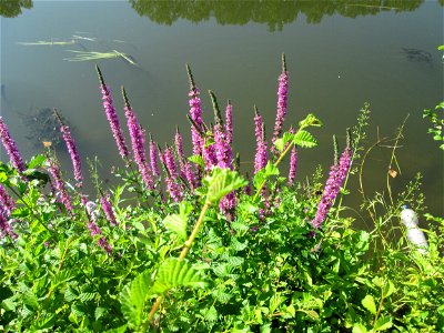 Gewöhnlicher Blutweiderich (Lythrum salicaria) an der Saar in Malstatt