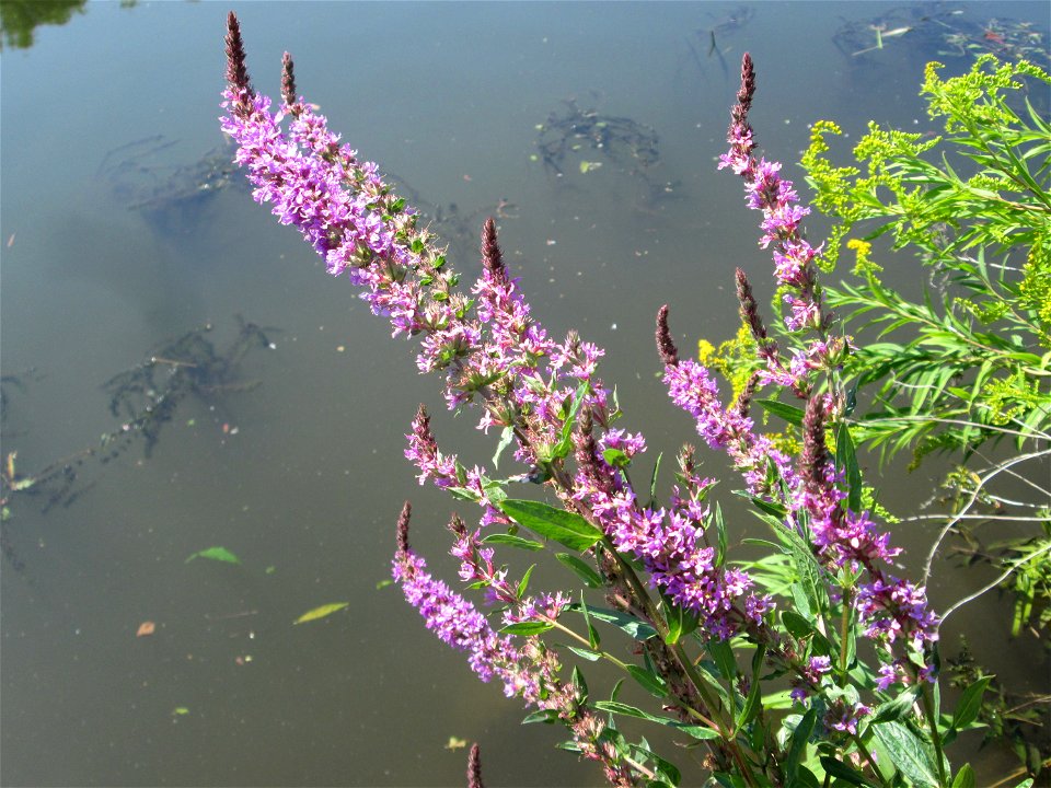 Gewöhnlicher Blutweiderich (Lythrum salicaria) an der Saar in Malstatt