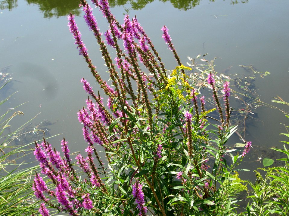 Gewöhnlicher Blutweiderich (Lythrum salicaria) an der Saar in Malstatt