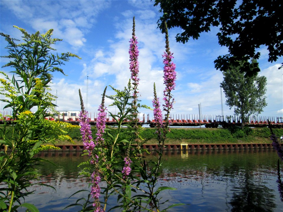 Gewöhnlicher Blutweiderich (Lythrum salicaria) an der Saar in Alt-Saarbrücken