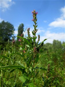 Gewöhnlicher Blutweiderich (Lythrum salicaria) im Naturschutzgebiet „St. Arnualer Wiesen“