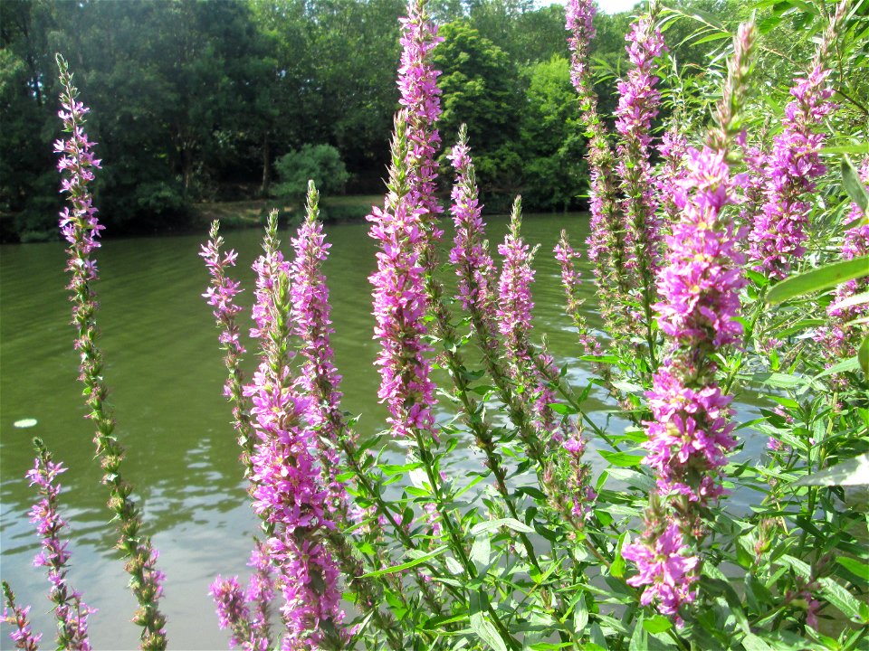 Gewöhnlicher Blutweiderich (Lythrum salicaria) im Naturschutzgebiet "St. Arnualer Wiesen"