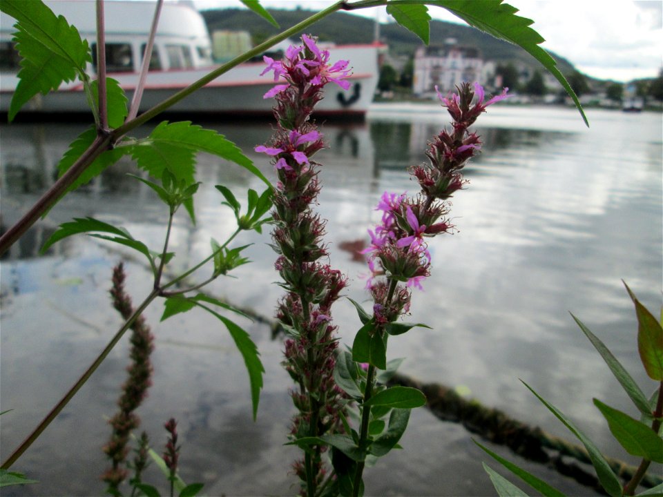 Blutweiderich (Lythrum salicaria) an der Mosel in Alf