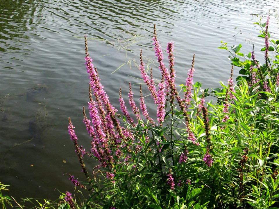Gewöhnlicher Blutweiderich (Lythrum salicaria) an der Saar in Saarbrücken