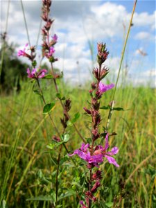Gewöhnlicher Blutweiderich (Lythrum salicaria) im Naturschutzgebiet Wusterhang und Beierwies bei Fechingen - an diesem sonst trockenen Standort befindet sich eine Stelle mit Staunässe