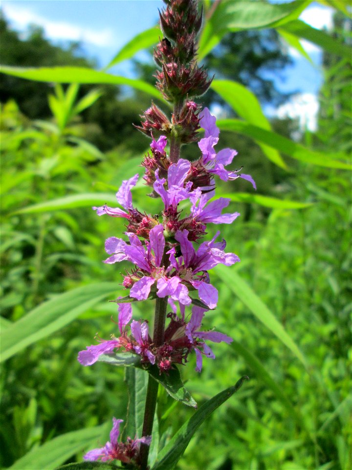 Gewöhnlicher Blutweiderich (Lythrum salicaria) im Naturschutzgebiet „St. Arnualer Wiesen“