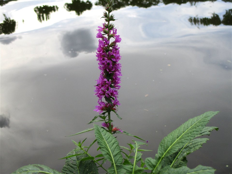 Gewöhnlicher Blutweiderich (Lythrum salicaria) an der Saar im Naturschutzgebiet "St. Arnualer Wiesen"
