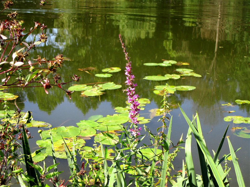 Gewöhnlicher Blutweiderich (Lythrum salicaria) an der Saar im Naturschutzgebiet "St. Arnualer Wiesen"