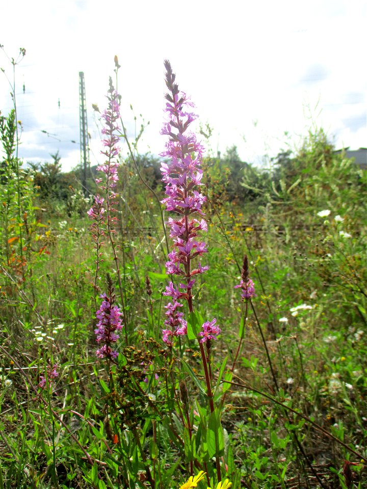 Gewöhnlicher Blutweiderich (Lythrum salicaria) auf einer Brachfläche der Halberger Hütte in Brebach