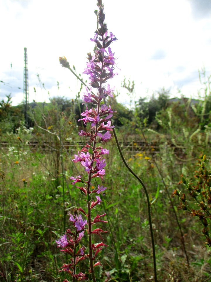 Gewöhnlicher Blutweiderich (Lythrum salicaria) auf einer Brachfläche der Halberger Hütte in Brebach