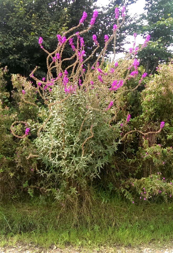 Lythrum salicaria

               Gewöhnlicher Blutweiderich — Ort: bei Güdesweiler