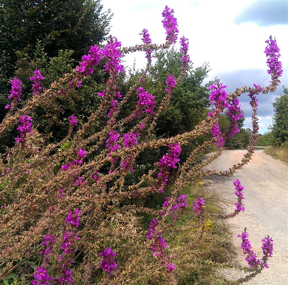 Lythrum salicaria

               Gewöhnlicher Blutweiderich — Ort: bei Güdesweiler